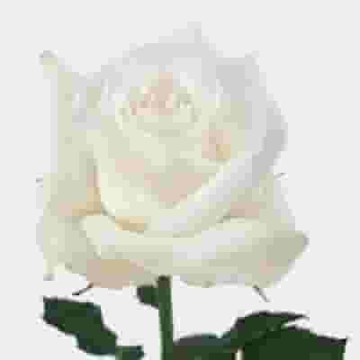 Rose Akito 40 cm. Bulk