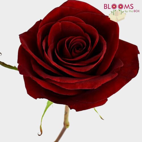 Rose Black Magic 50 Cm. - Wholesale - Blooms By The Box