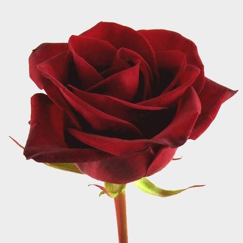 Bulk flowers online - Rose Black Magic 50 cm. Bulk