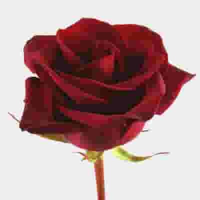 Rose Black Magic 50 cm.
