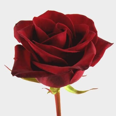 Burgundy Flowers - Wholesale Bulk Flowers - Blooms By The Box