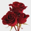 Rose Black Magic 50 cm. Bulk