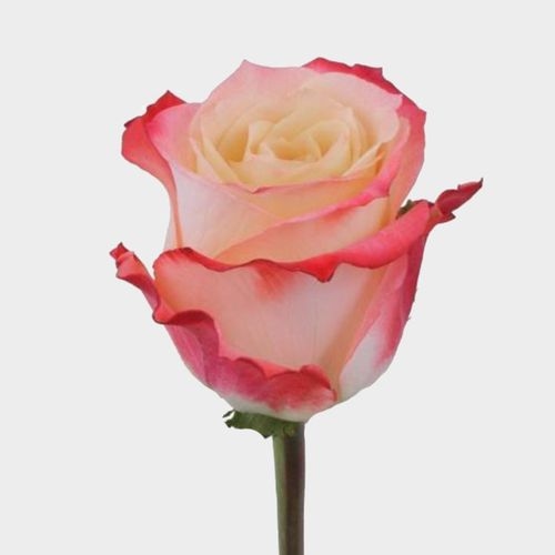 Rose Cabaret 50 cm. Bulk