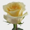 Rose Creme De La Creme 40 cm. Bulk