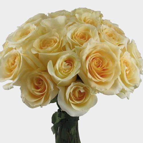 Rose Creme De La Creme 50 cm. Bulk