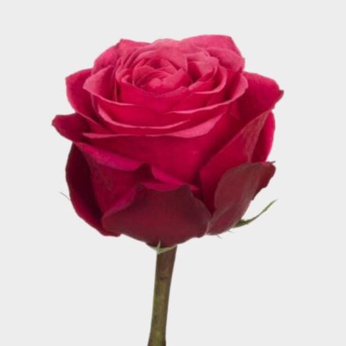 Wholesale flowers prices - buy Rose Cherry O 40 cm. Bulk in bulk