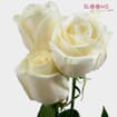 Rose Cream 40 cm Bulk