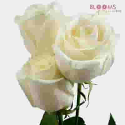 Rose Cream 40 cm Bulk