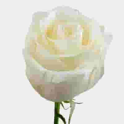 Rose Cream 40 cm Bulk