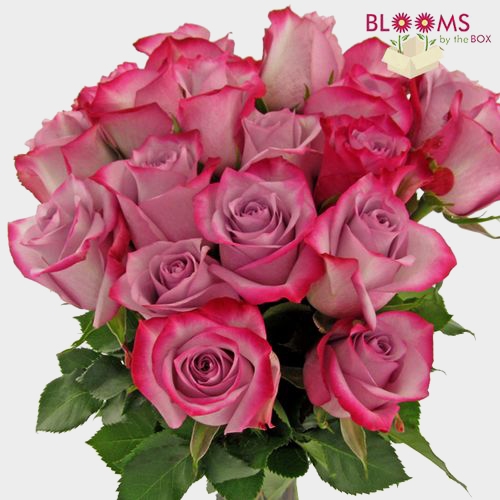 Rose Deep Purple 50 cm. Bulk