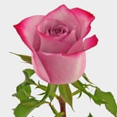 Rose Deep Purple 50 cm. Bulk