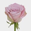 Rose Faith 40 cm. Bulk