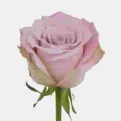 Rose Faith 50 cm. Bulk