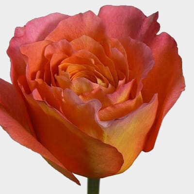Wholesale Orange Blossom Centerpiece ᐉ bulk Orange Blossom