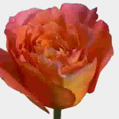 Rose Free Spirit 50 cm. Bulk