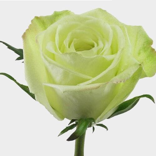 Rose Green 40 cm.