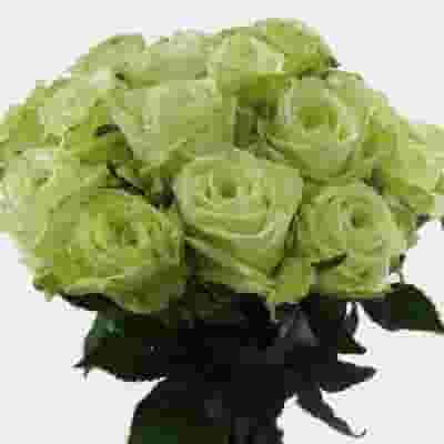 Rose Green 40 cm. bulk