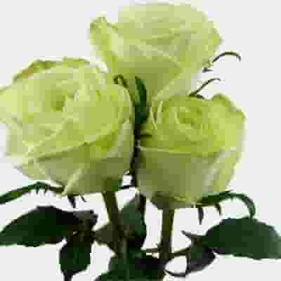 Rose Green 50 cm. Bulk