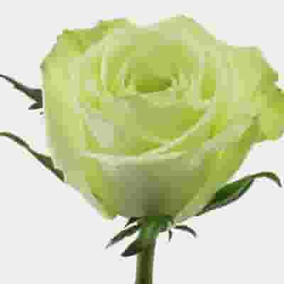 Rose Green Tea 40 cm. Bulk