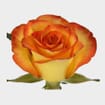 Rose High & Magic 40 cm. Bulk