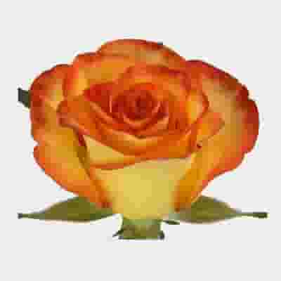 Rose High & Magic 40 cm. Bulk