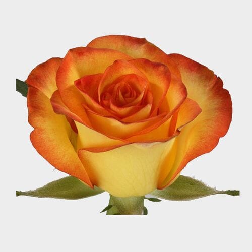 Rose High & Magic 50 Cm. Bulk - Wholesale - Blooms By The Box