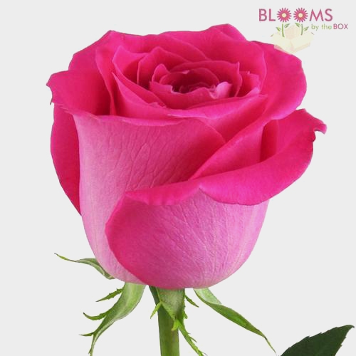 Rose Hot Pink 40 cm. - Wholesale - Blooms By The Box