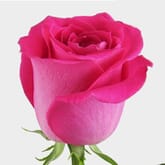 Rose Hot Pink 50 cm. Bulk