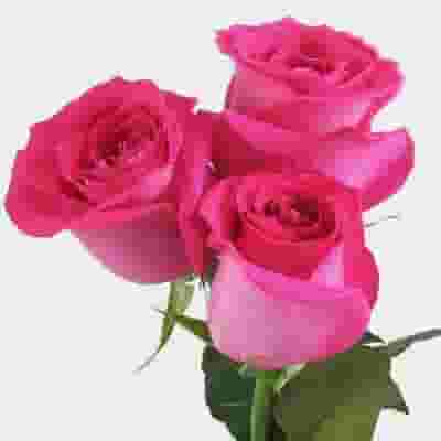 Rose Hot Pink 50 cm.