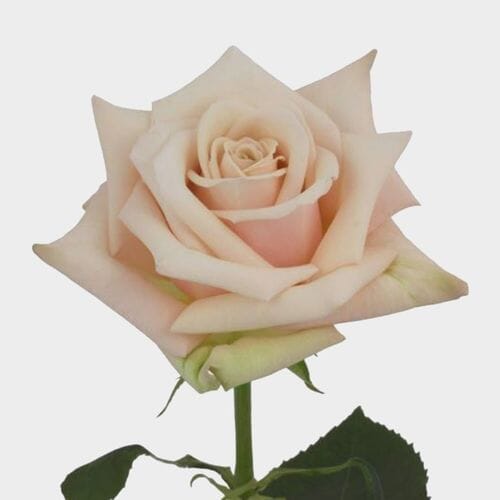 Spray Rose White Majolica - Wholesale - Blooms By The Box