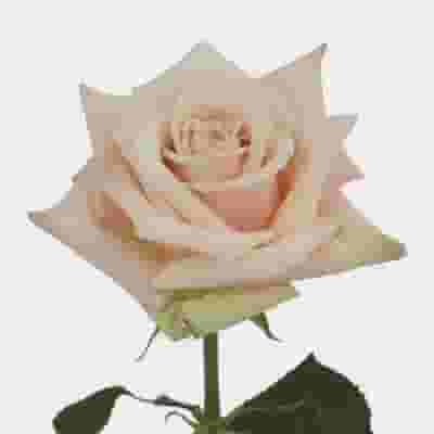 Rose Sahara 50 cm. Bulk