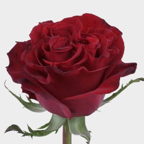 Wholesale flowers prices - buy Rose Hearts 50 cm. Bulk in bulk