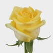 Rose Hummer 40 cm. Bulk