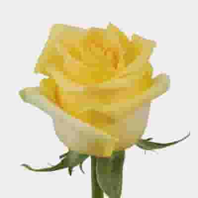 Rose Hummer 40 cm. Bulk