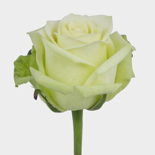 Rose Jade 40 cm.