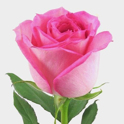 Bulk Roses Online - Wholesale - Blooms By The Box