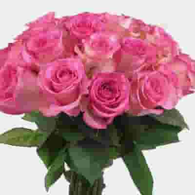 Rose Light Pink 40 cm. Bulk