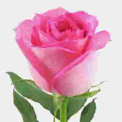 Rose Light Pink 50 cm. Bulk