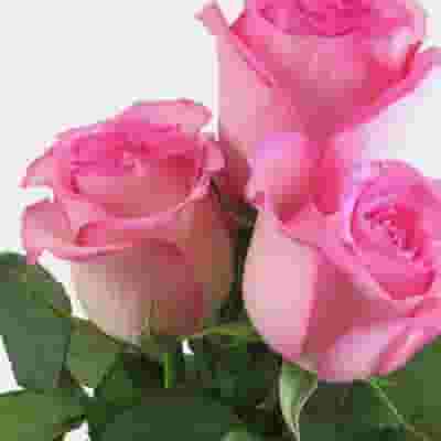 Rose Light Pink 50 cm. Bulk