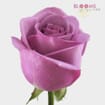 Rose Lavender 50 cm.