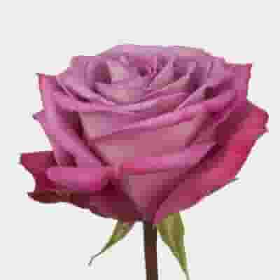 Rose Moody Blues 40 cm. Bulk