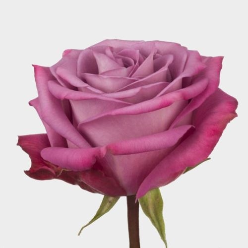 Rose Moody Blues 50 cm.  Bulk