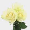 Rose Mondial 50 cm. Bulk