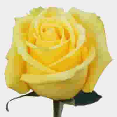 Rose Mohana 50 cm. Bulk