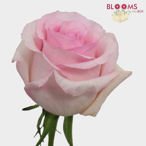 Rose Freedom 50 Cm. - Wholesale - Blooms By The Box