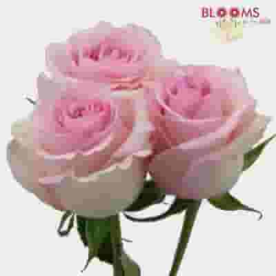 Rose Nena 40 cm. Bulk