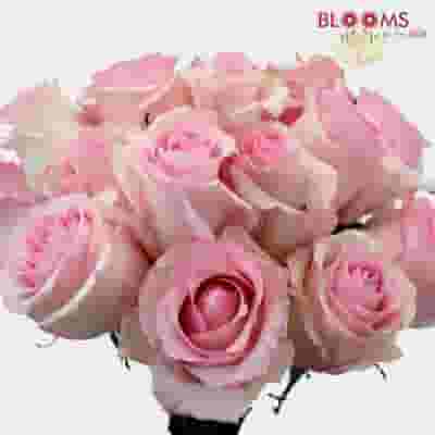 Rose Nena 40 cm. Bulk