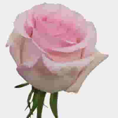 Rose Nena 40 cm. Bulk