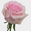 Rose Nena 50 cm. Bulk