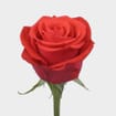 Rose Nina 50 cm. Bulk